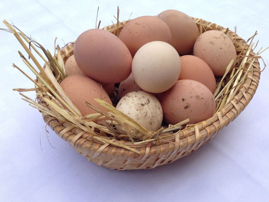 Rüyada Yumurta Görmek, Rüya Yorumu ve Anlamı - yumurta.web.tr